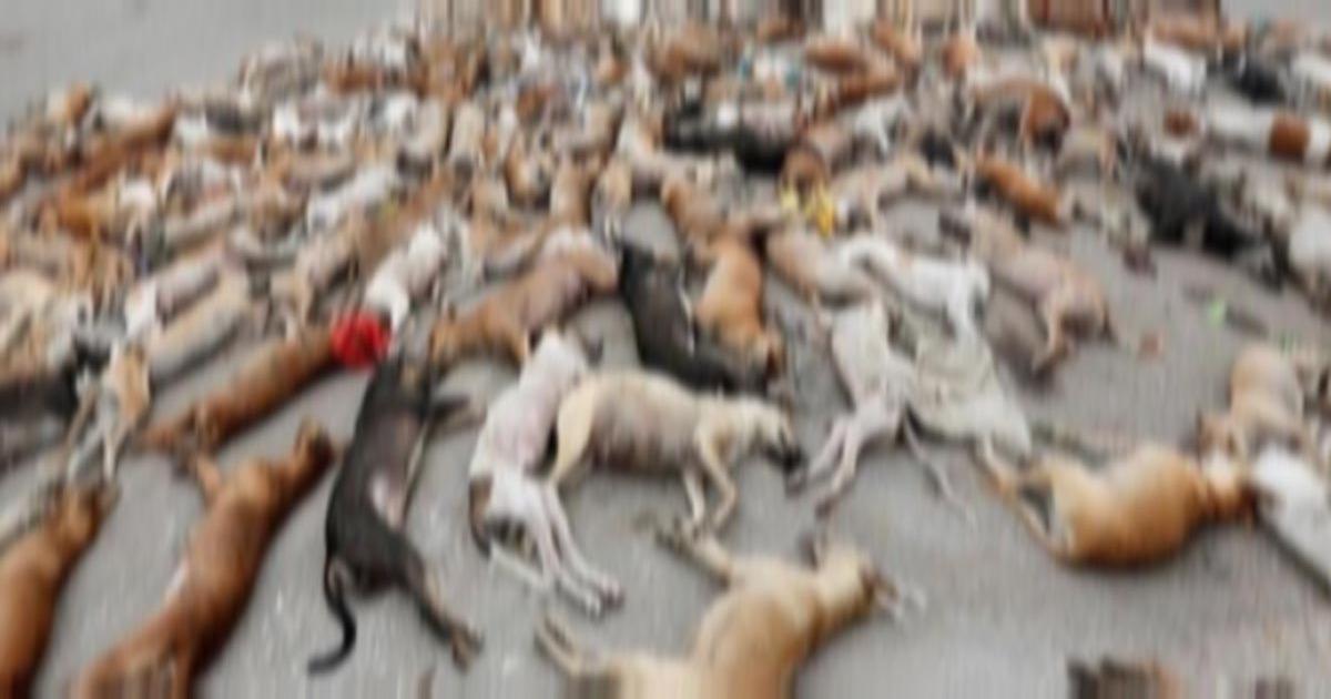 Parar con la matanza de perros en Karachi