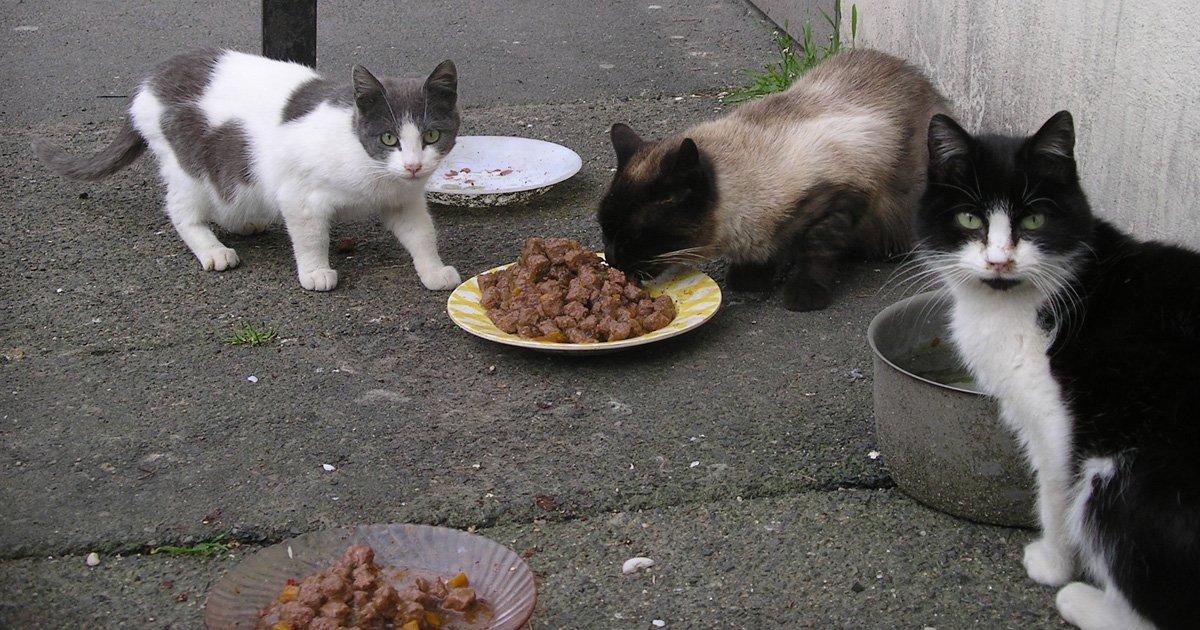 Multada por alimentar gatos callejeros. Seguir alimentando a los animales callejeros, mantener la esterilización