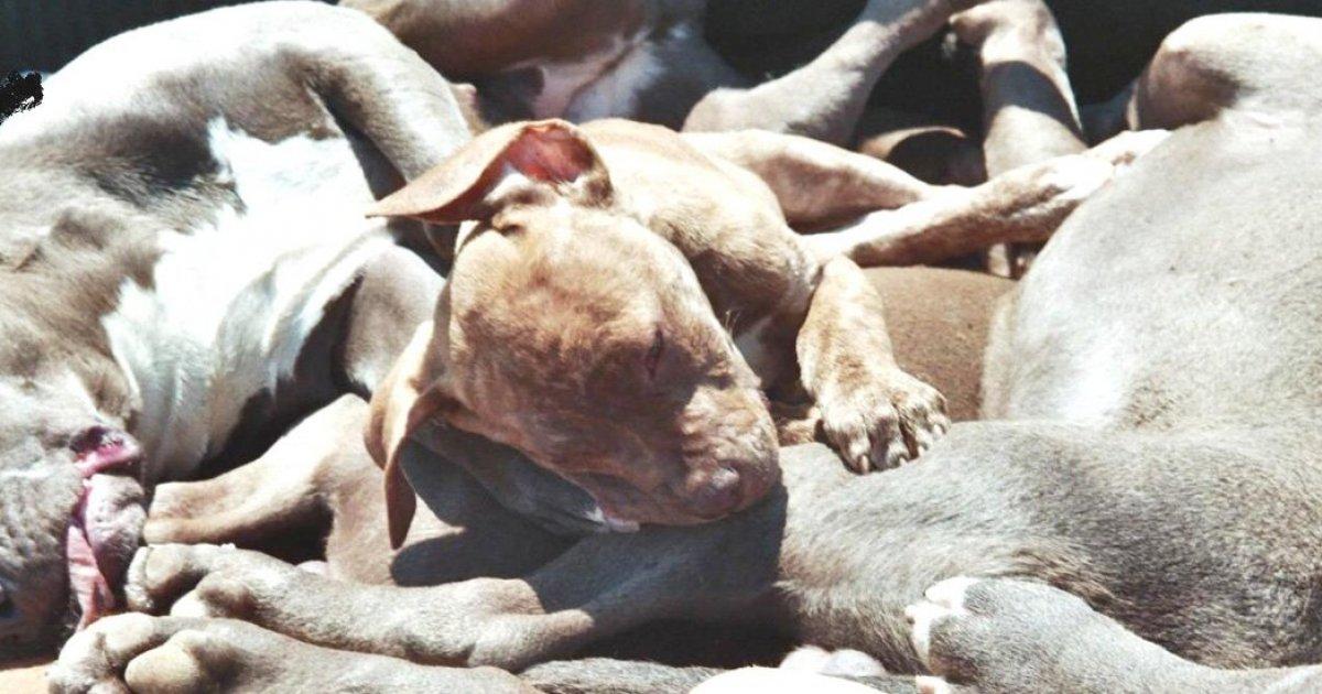 Stop dog killing before the European Games in Baku