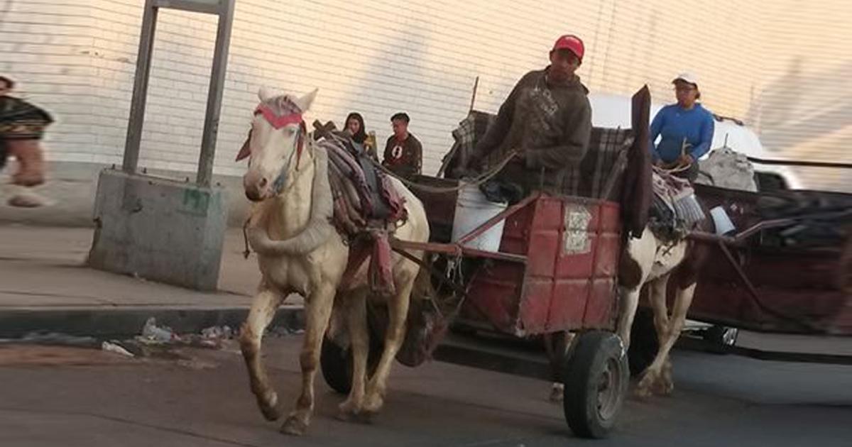 Prohibir el uso de caballos para jalar carros de basura