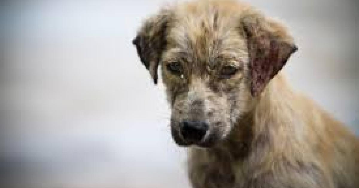 Signez cette pétition pour créer un hôpital vétérinaire public en Uruguay !!
