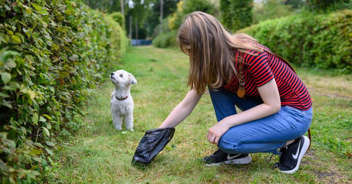 Pongan más bolsas para recoger las cacas de los perros