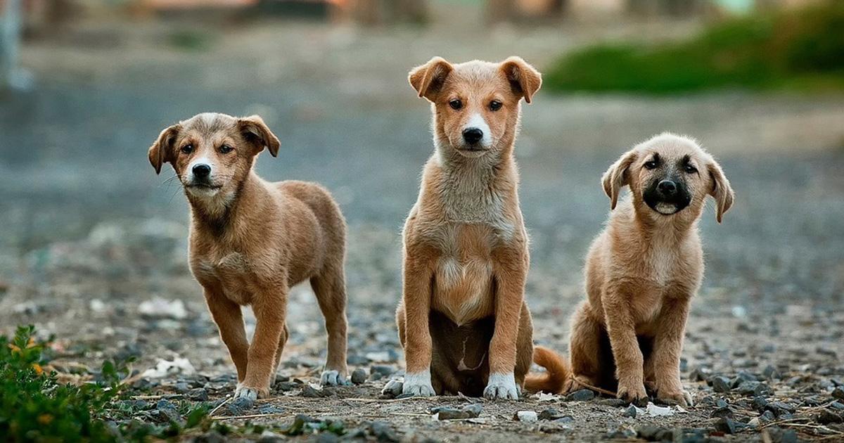 New Animal Protection Law in Portugal