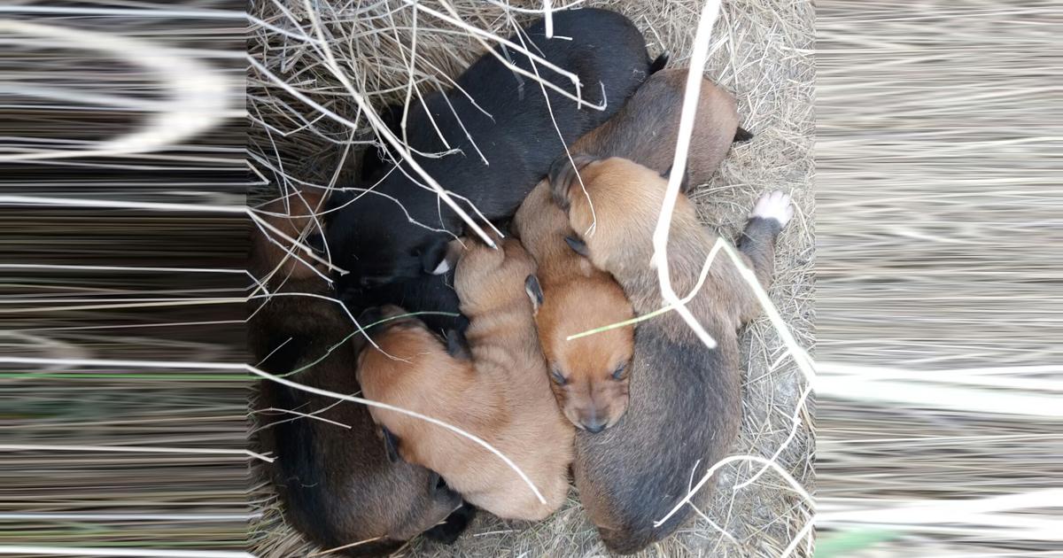 Campañas gratuitas de castraciones a todos los animales en toda España