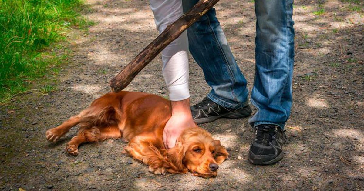 Loi contre la maltraitance des animaux