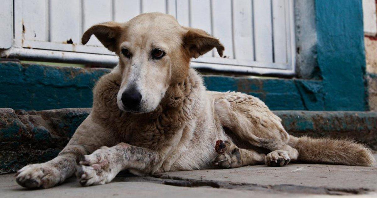 Que Haya Varios Hogares de Tránsito para los Animales Callejeros