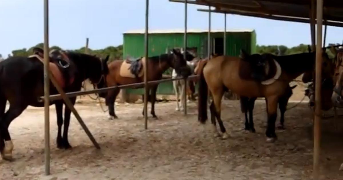 Salvemos a los caballos del maltrato