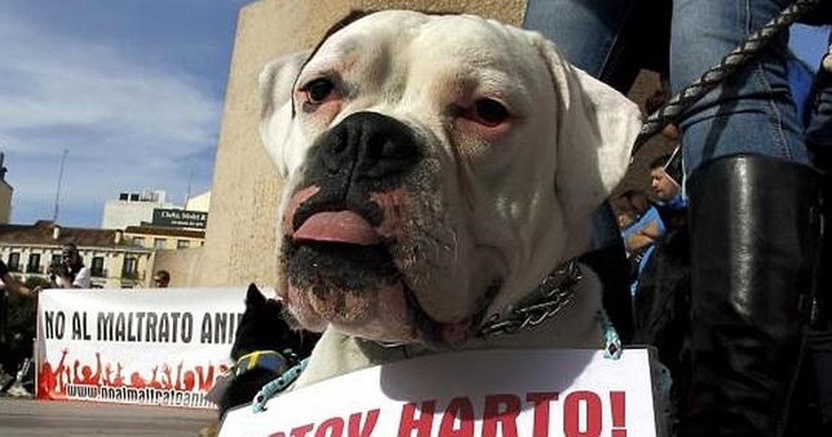 Justicia, protección y mas unión para terminar con el maltrato animal