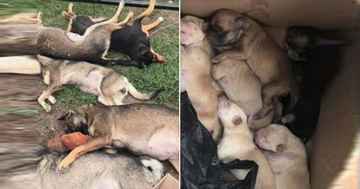No more dogs sacrifices in the Canine Control Centers!