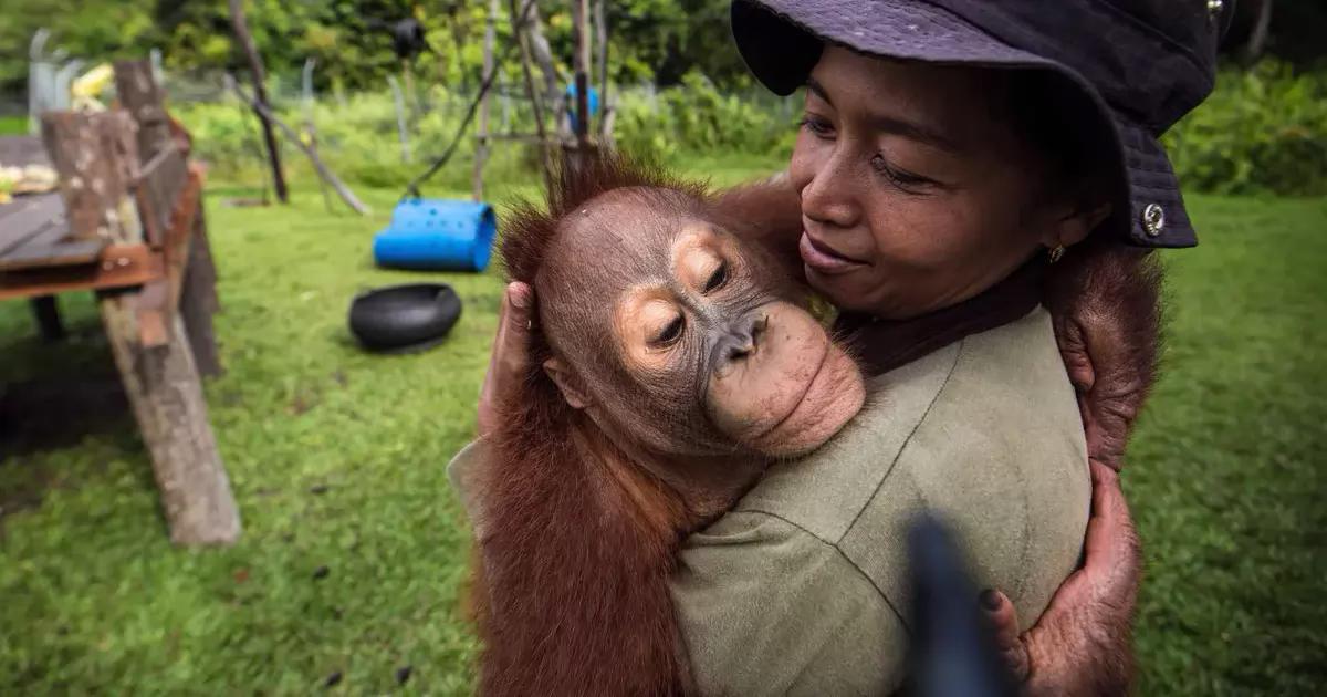 Save the orangutans of Indonesia that are burning and killing in the forests where they live