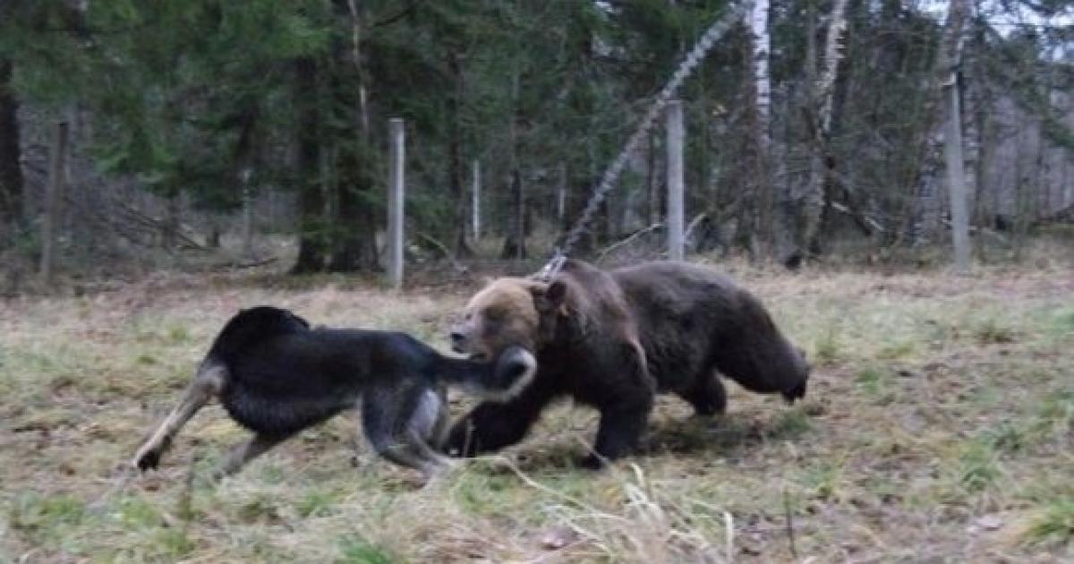 Dejar de usar animales como carnada!