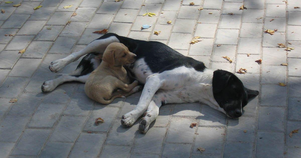 chiens errants Pas plus