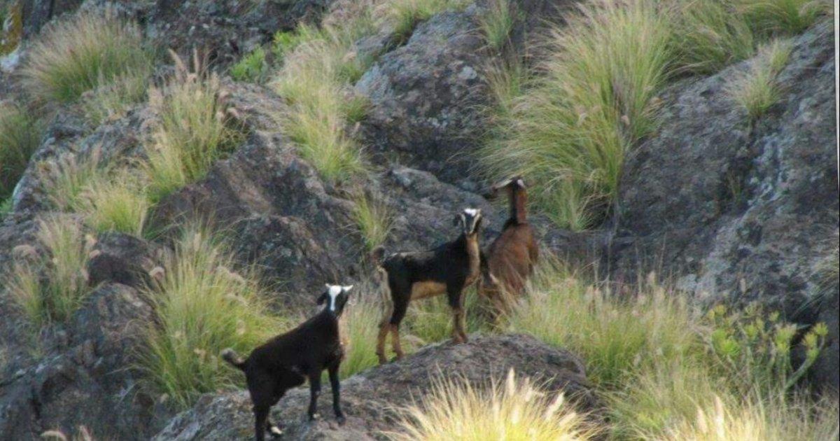 La chèvre endémique et sauvage de Gran Canaria déclarée comme espèce protégée