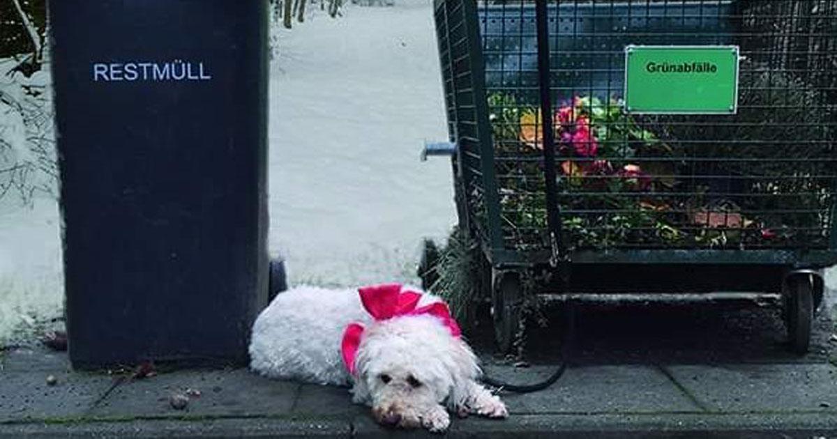 Los animales no son regalos de Navidad