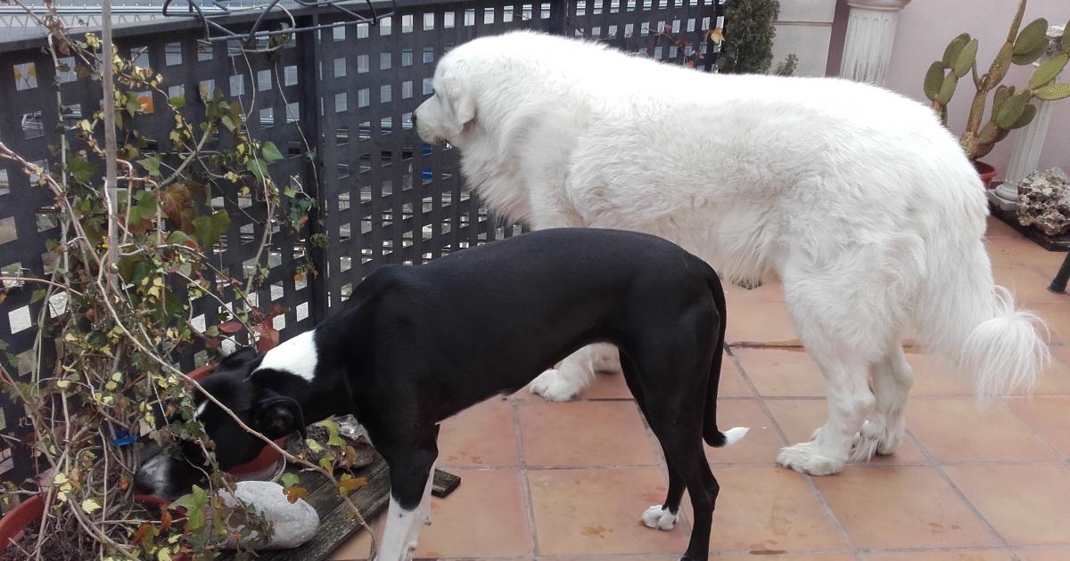 Acondicionar espacios en cada barrio de Lérida para poder llevar a nuestros perros para qué puedan disfrutar sin atadura