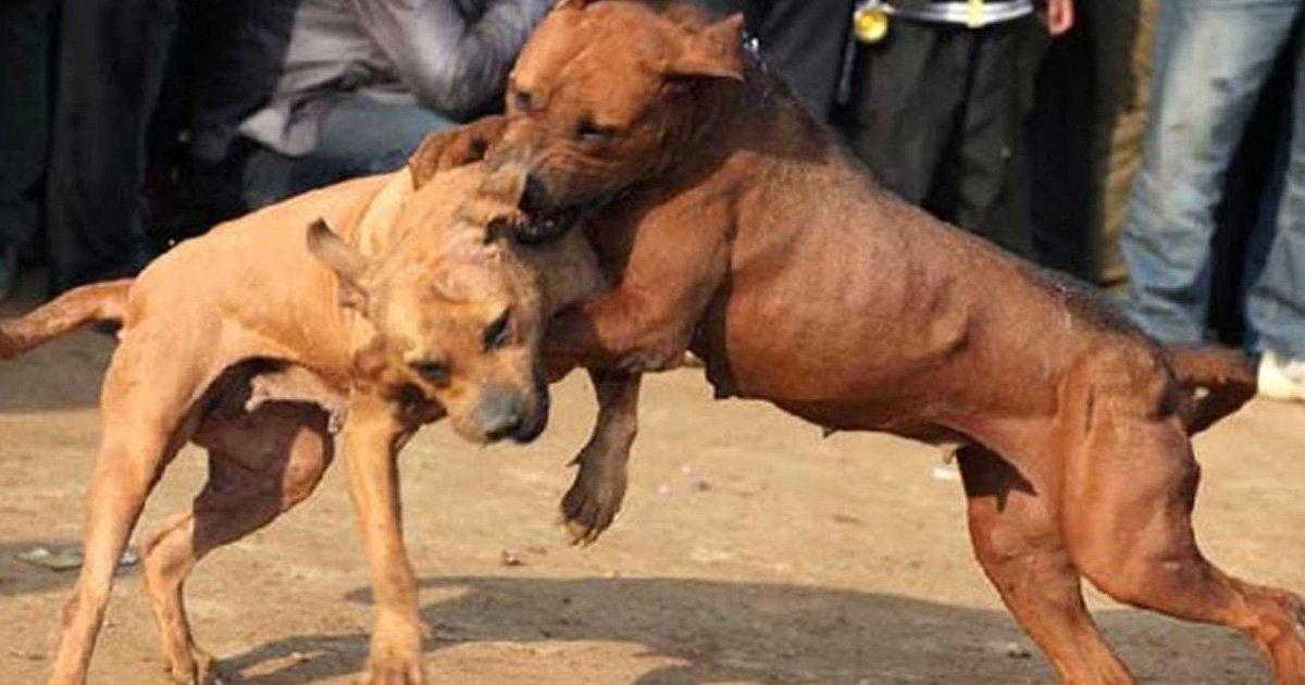 El Senado prohíbe las peleas de perros en México!