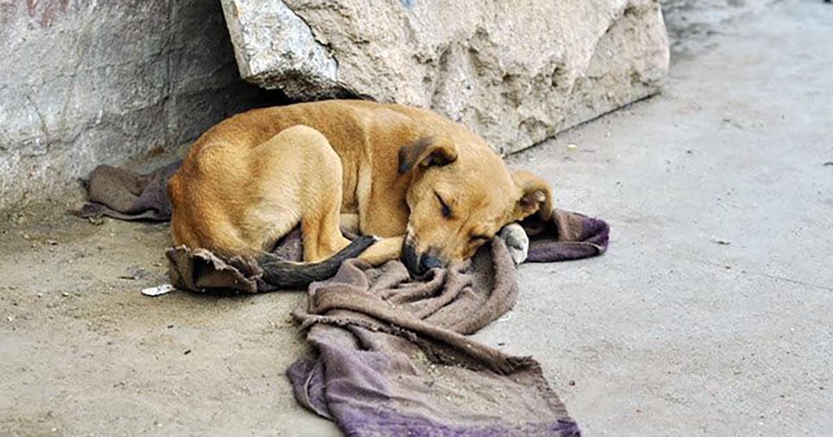 Ayudar a los animales que se encuentran en la calle