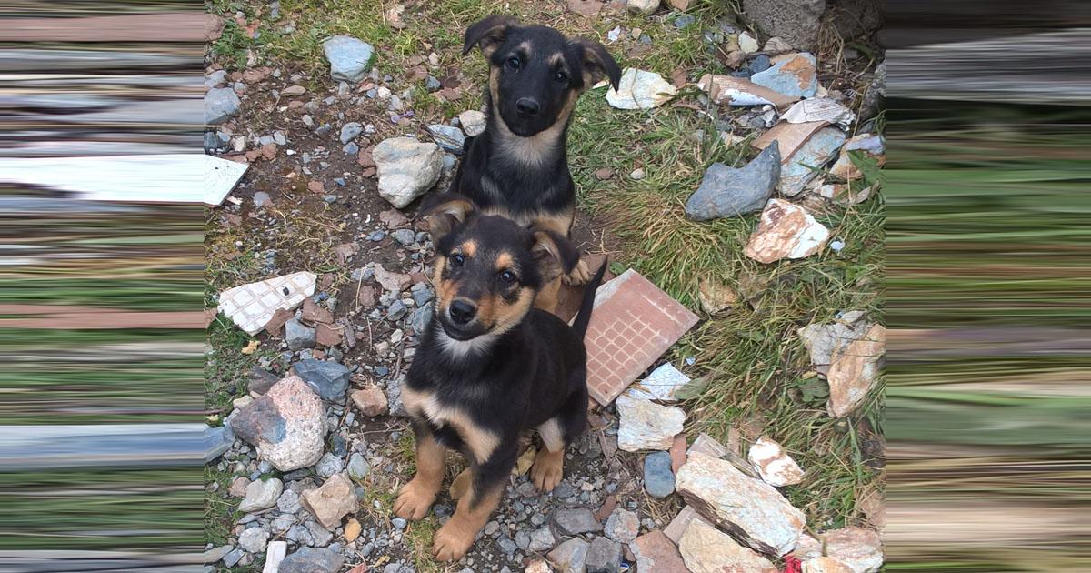 Refugio y no caniles para los perros