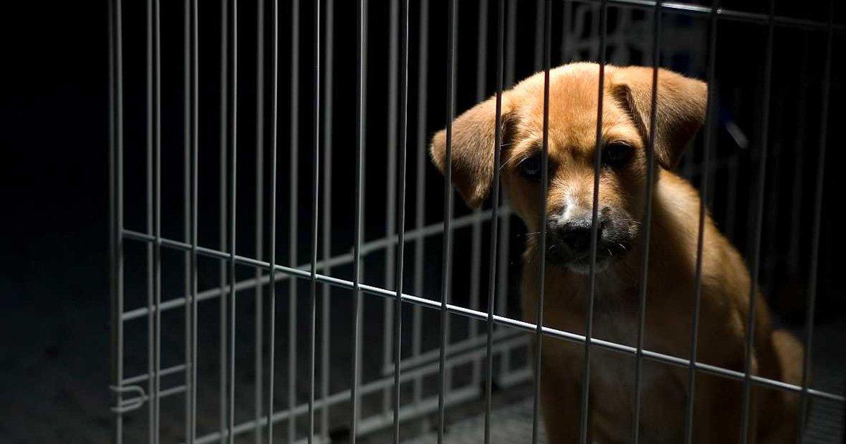 Punição exemplar para os abusadores de Animais, Pare o abuso animal