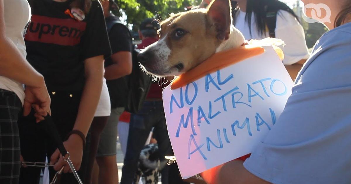 Aprobar Leyes de protección animal