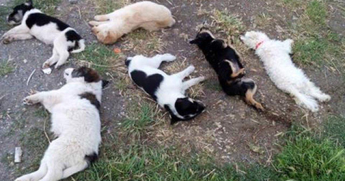 Punição para o envenenamento de cães abandonados em Valle de Bravo