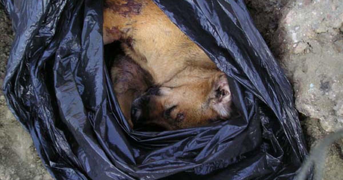 Denounce the killing of stray dogs, tortured, bagged and dumped in the streets