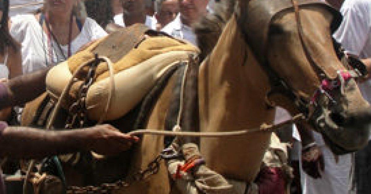 Une pétition contre l'abattage des ânes qui se passera dans Miguel Calmon, Bahia