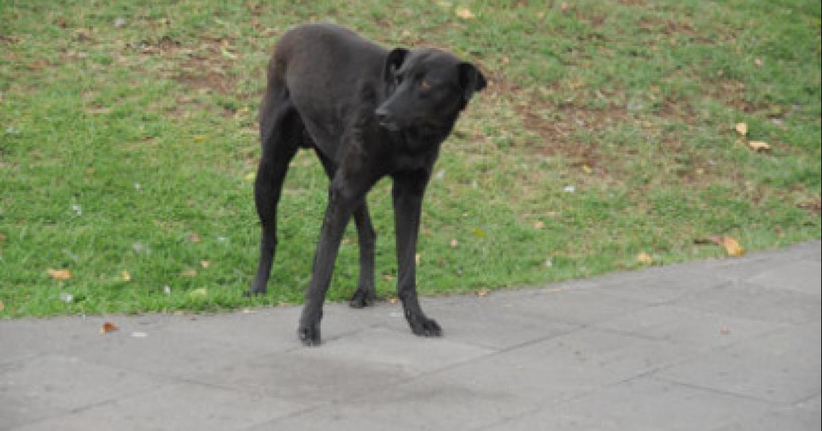 Que haya un refugio para los perros callejeros