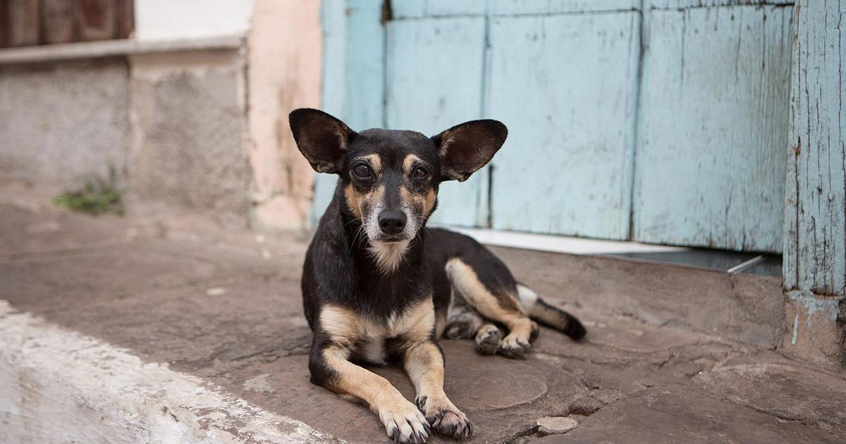 Que den en veterinarias servicio gratuito a los animalitos que viven en la calle