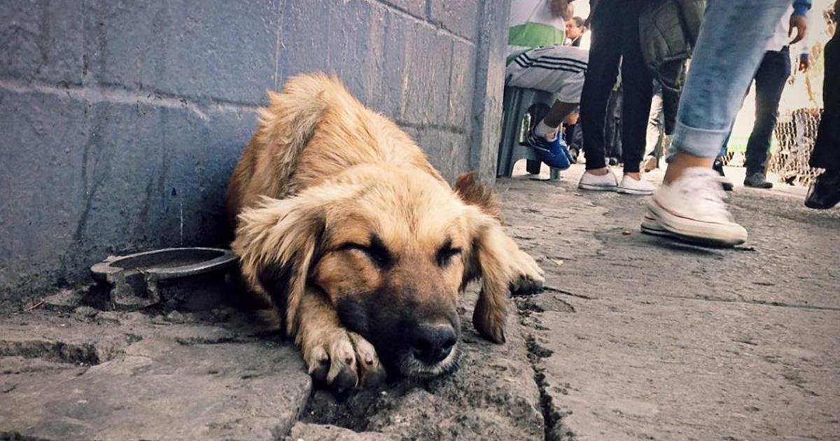 Pedir por el cese al maltrato animal en mi país