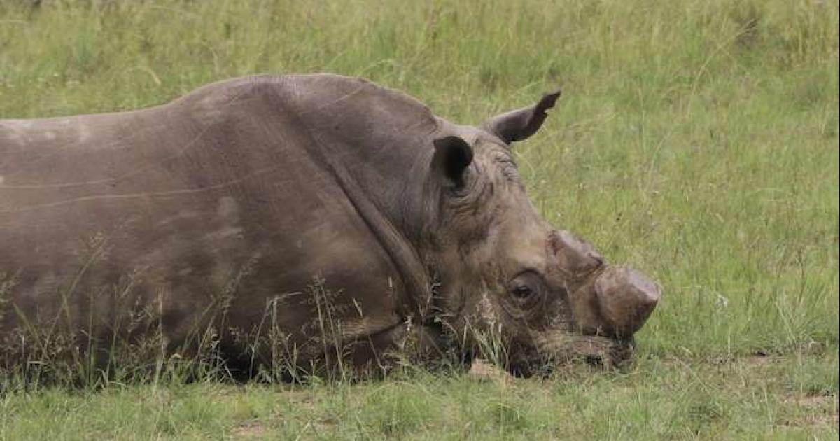 Evitar el comercio de cuernos de rinoceronte