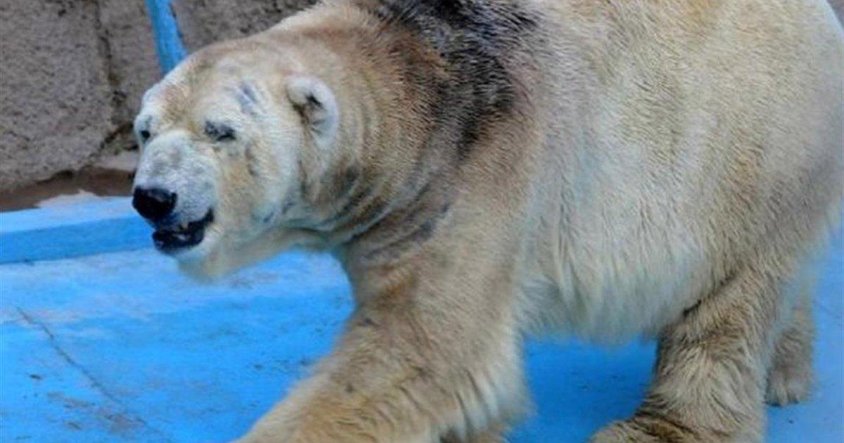 Arturo the polar bear was buried and not embalmed!
