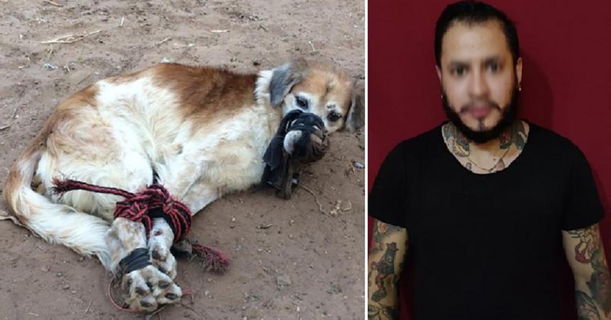 Hard sentence for handcuffing and abandoning his dog