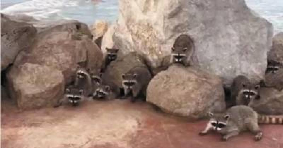 Reubicar y rescatar de inmediato a los mapaches refugiados en el Muelle Miramar