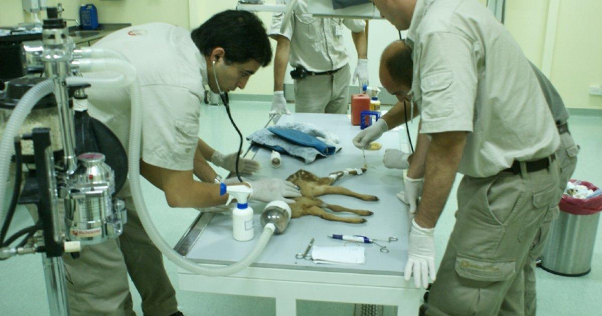 We need an animal hospital here in Uruguay, PLEASE HELP!