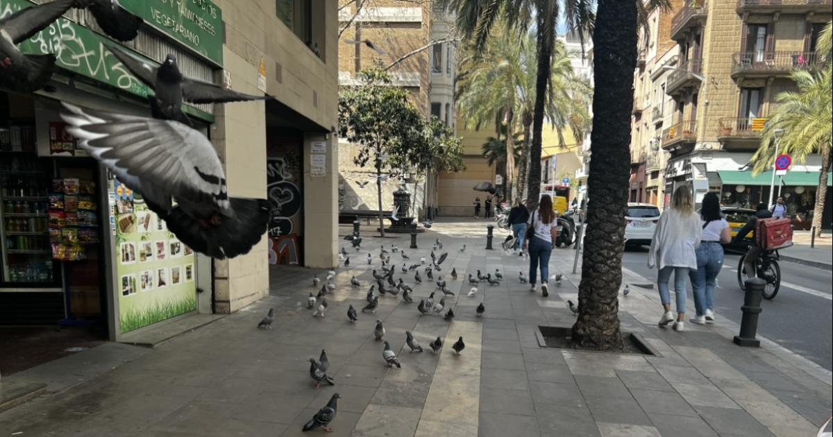 Poder dar de comer a las palomas