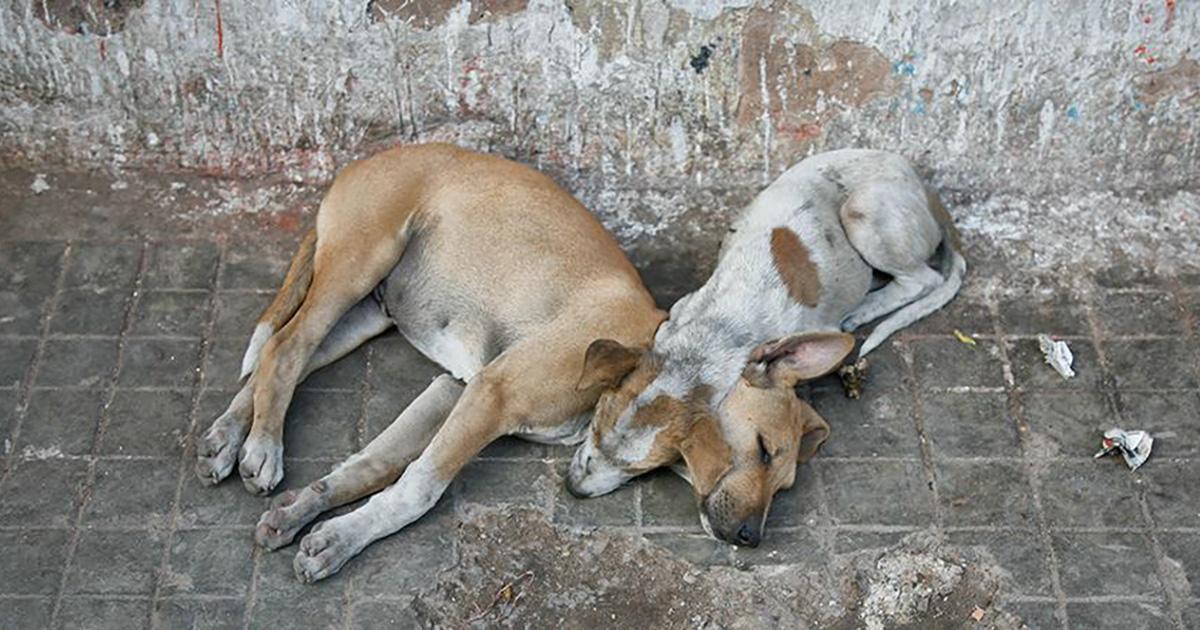 Ley en contra del maltrato animal