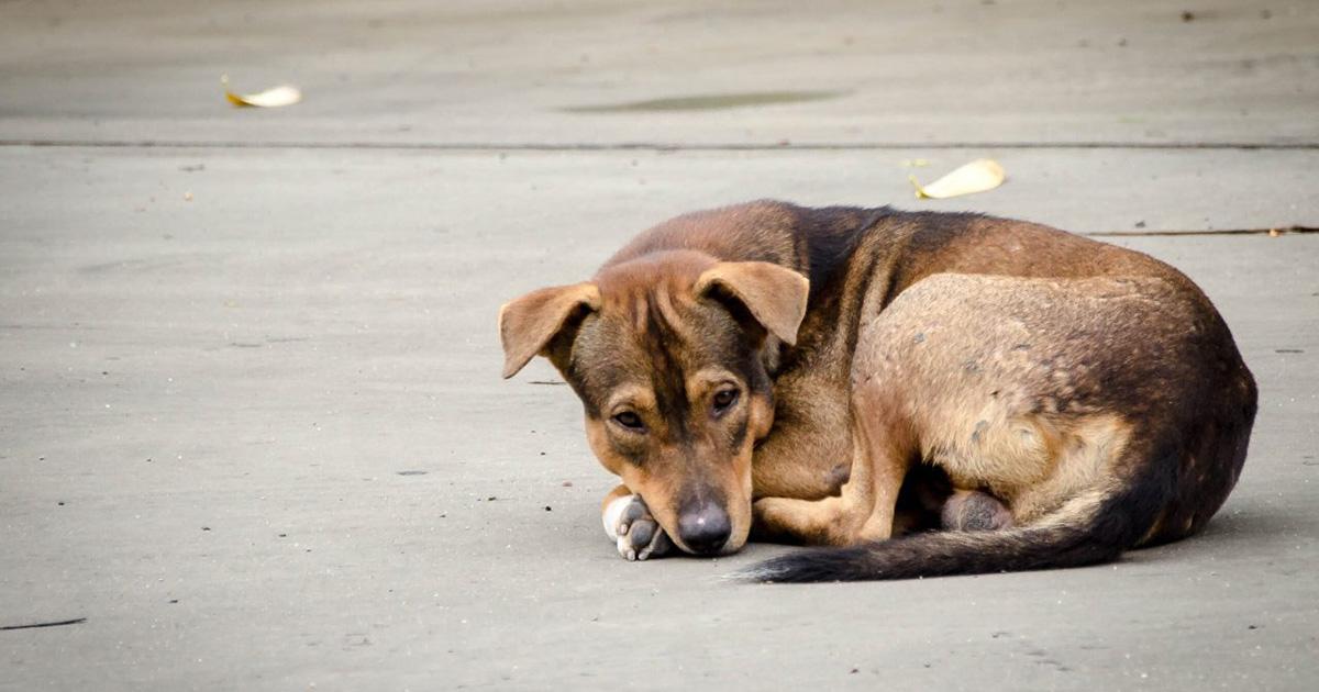 Esterilizar perras callejeras