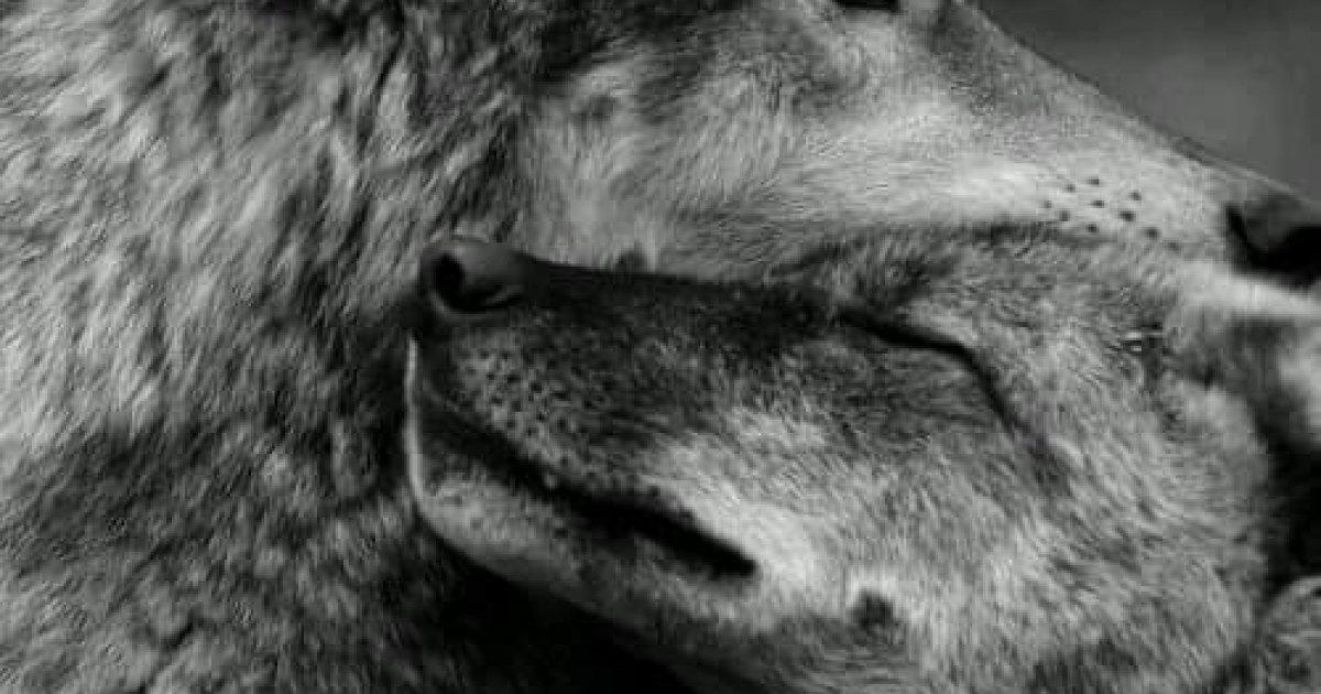 Salvemos a los Lobos