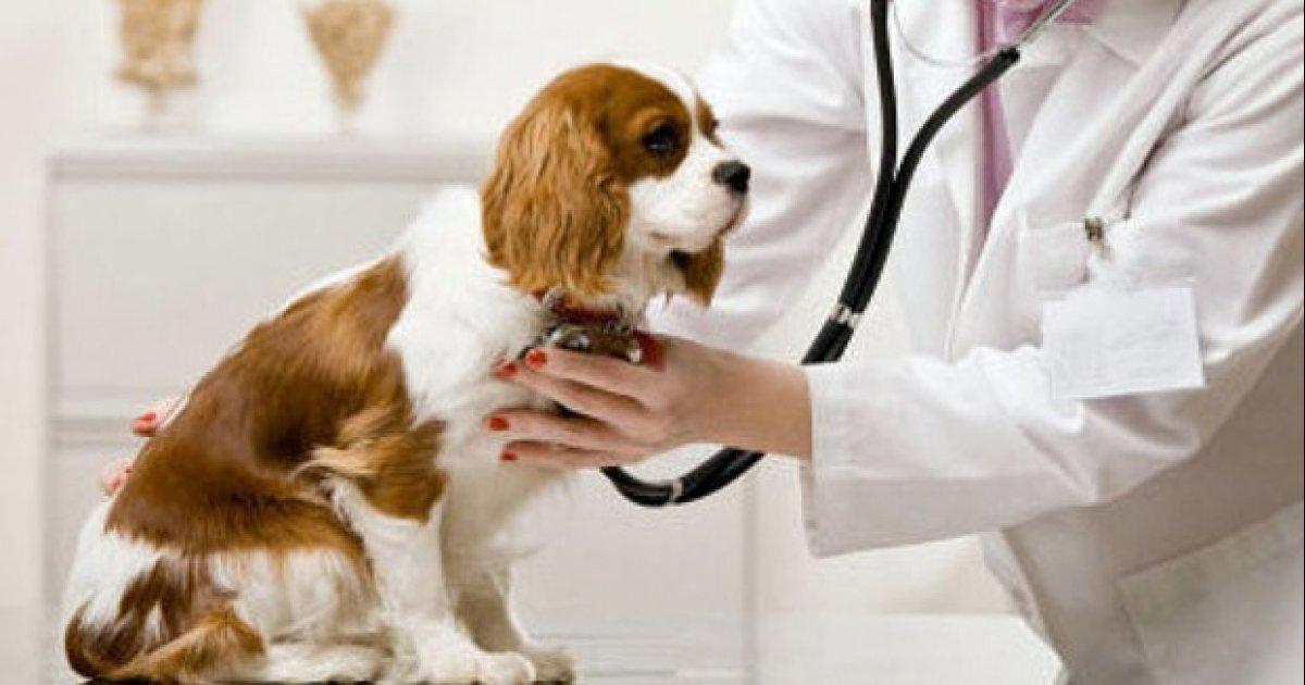 DAE - Primer Hospital Veterinario Público de Ecuador