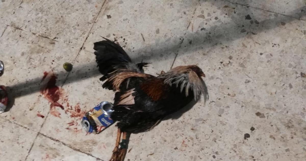 Se prohíban las peleas de gallos