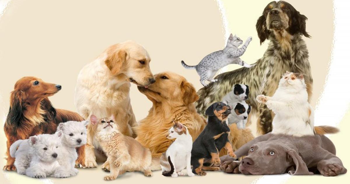 Derechos constitucionales fundamentales para los animales de compañía