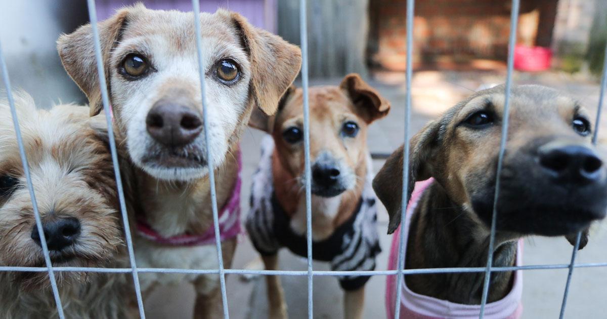 Asignen recursos para atender perros y gatos en situación de abandono