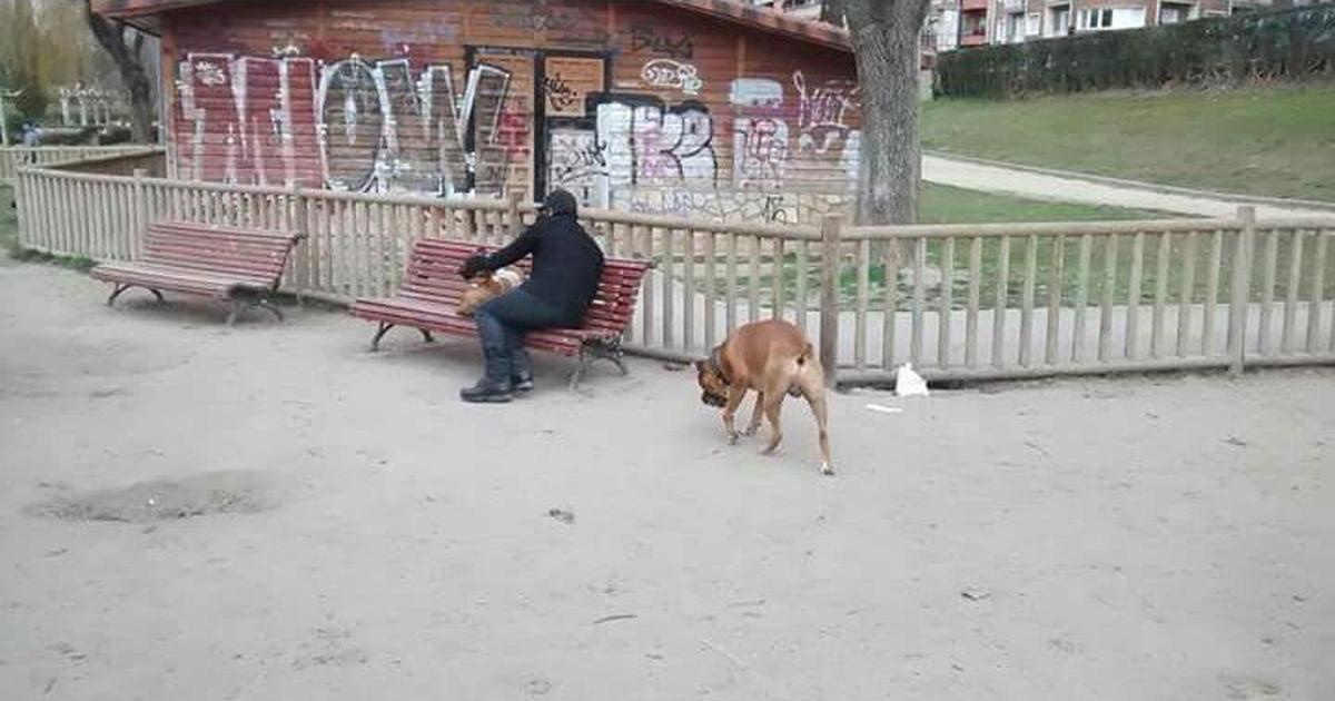 Mantenimiento de parques caninos y normativa al respecto