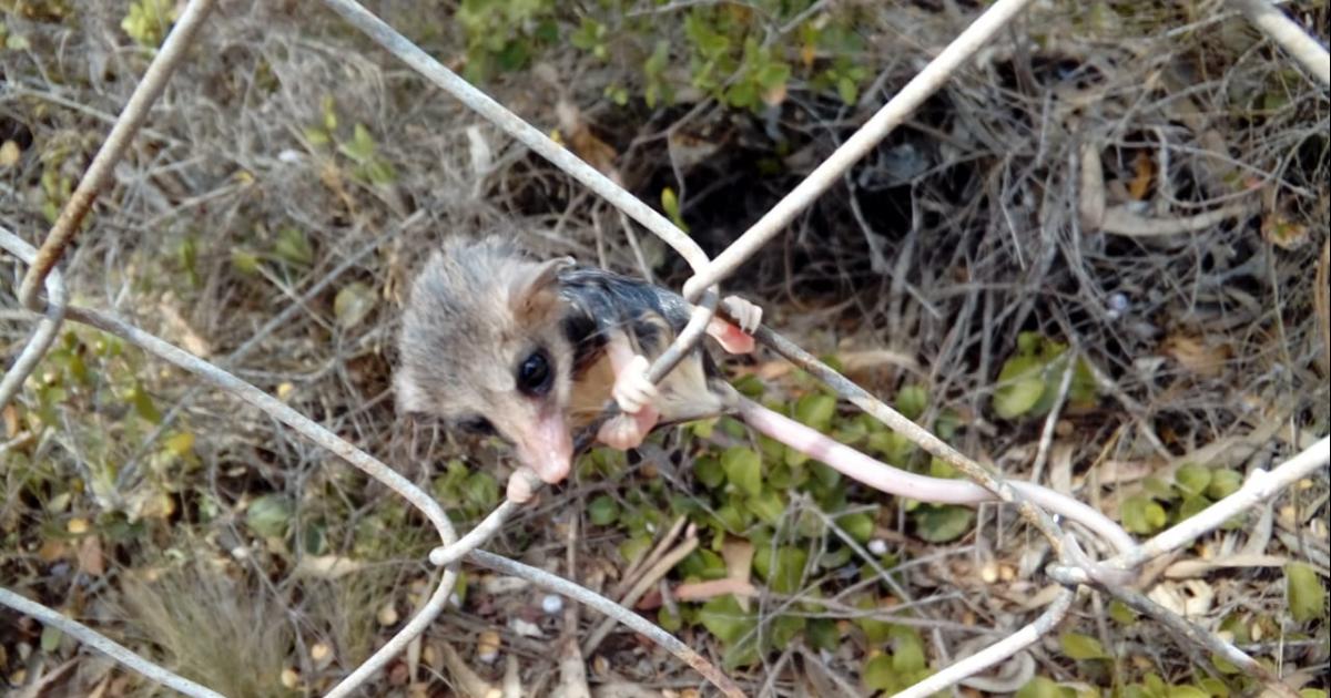 Campaña de protección de especie en peligro