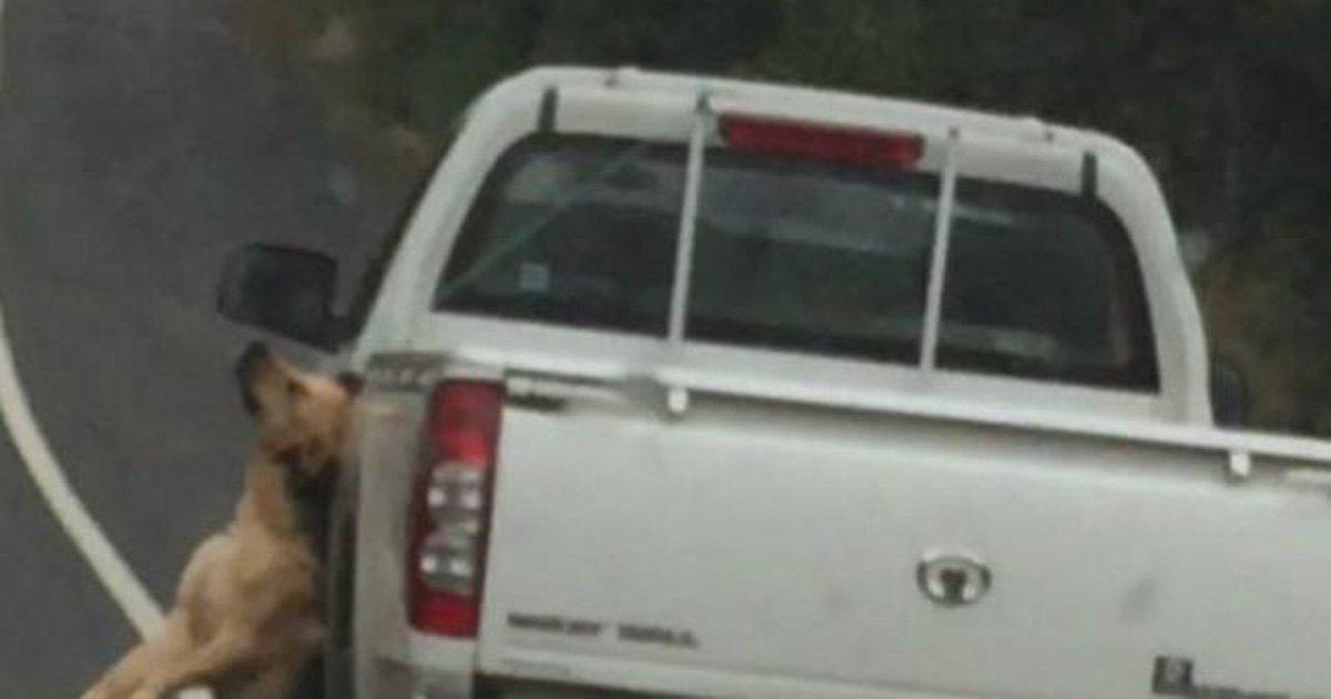 Exemplary punishment for the man who attacked and killed his dog with his truck