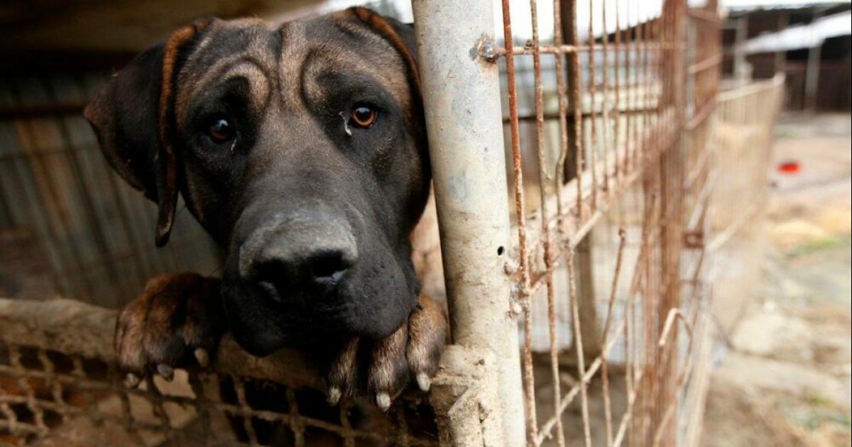 Non uccidere i cani di strada