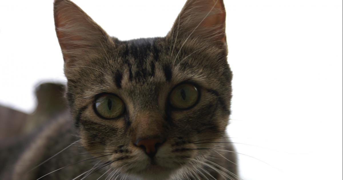 Realizar reuniones para crear conciencia sobre la esterilización de gatos callejeros