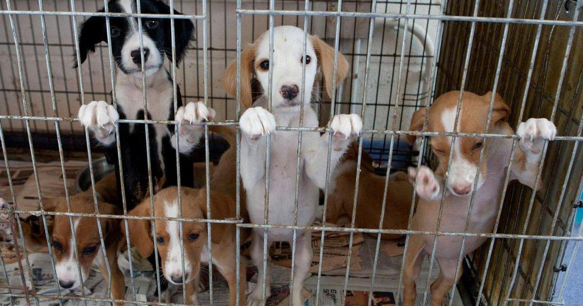 Abrigos, adoção e hospitais públicos para os nossos animais na Espanha