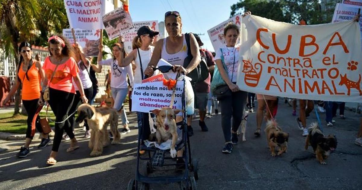 Que se apruebe y se haga cumplir una Ley de protección para los animales